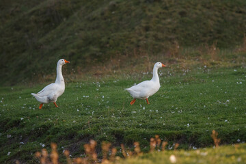 White geese walking across green grassy field