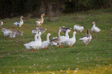Domestic geese flock walking on green pasture
