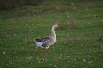 Domestic goose walking outdoors on green grass