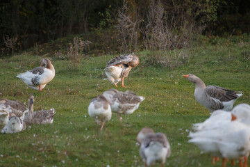 Geese preening and resting on green meadow