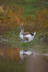Goose standing by water reflecting in nature
