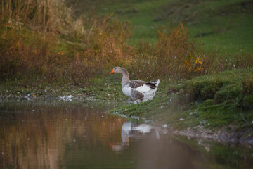 Domestic goose standing by pond water reflection