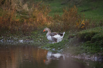 Goose standing by water reflecting on pond