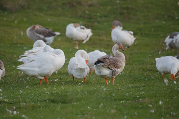 Geese resting on green grass field
