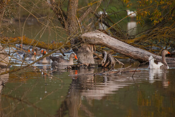 Geese swimming in pond with fallen tree