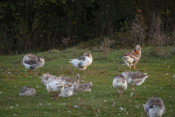 Domestic geese resting and preening on green grass