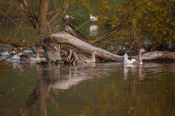 Geese swimming in tranquil water habitat
