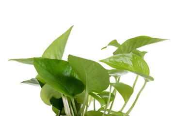 Obraz premium Beautiful golden pothos houseplant isolated on white
