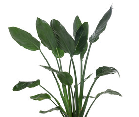 Beautiful bird of paradise houseplant isolated on white © New Africa