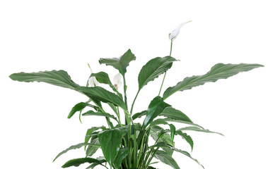 Beautiful peace lily houseplant with flowers isolated on white