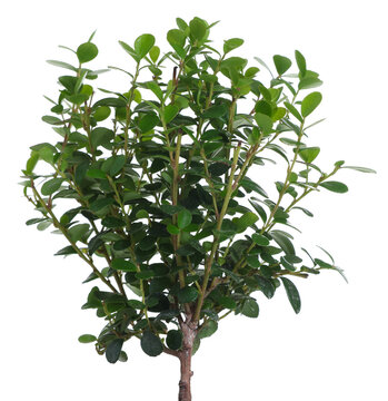 Beautiful clusia houseplant with green leaves isolated on white
