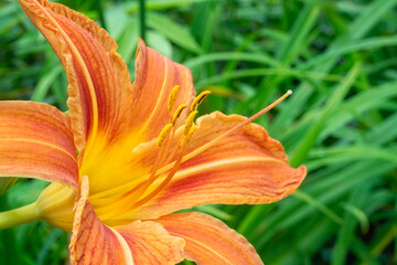 Closeup of an Orange Dalily Bloom