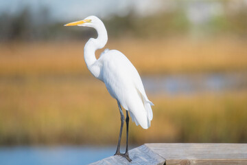 Great Egret Stands on a Pier Overlooking a Coastal Marsh