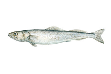 Whiting fish a subtle hand drawn watercolor illustration
