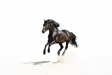 A powerful black horse runs swiftly across a sandy surface, its mane and tail billowing dramatically in the wind. A dynamic and energetic image.