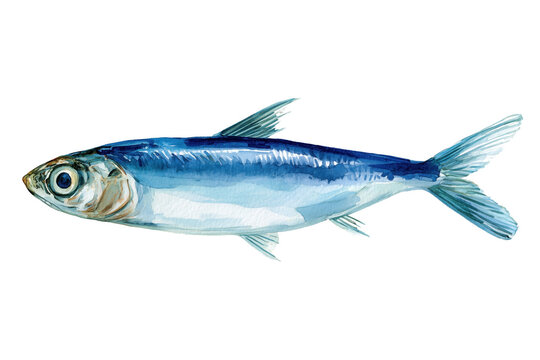Blue anchovy hand drawn watercolor fish art