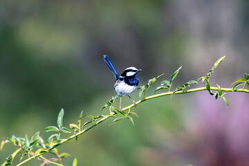 Photograph of a colourful male Superb Fairy Wren standing on a small branch in a domestic garden on a sunny day in the Blue Mountains in Australia.