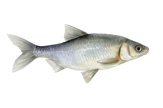 Cisco fish hand drawn watercolor illustration of a lake herring