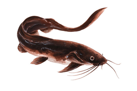 Wels Catfish hand drawn watercolor painting of a large river predator