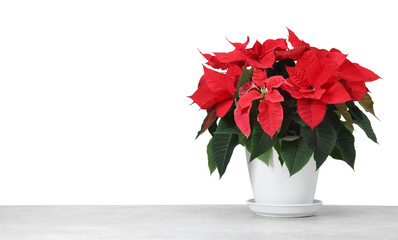 Beautiful red poinsettia (Christmas flower) in pot on table against white background