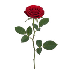 Fototapeta premium Single Red Rose with Green Leaves on Black Background