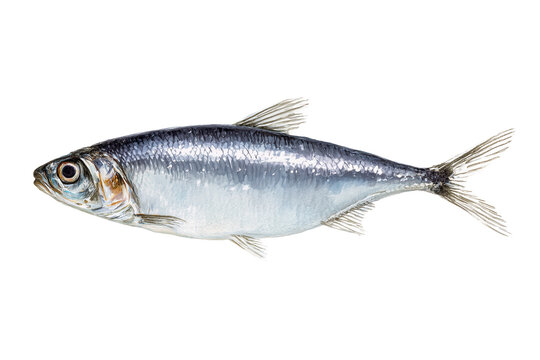 Sleek Atlantic Herring Hand Drawn Watercolor Fish