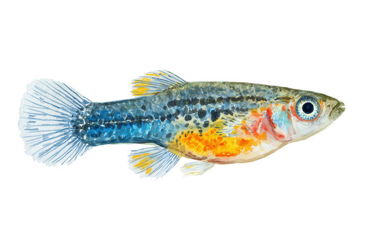 Colorful Male Endler Hand Drawn Watercolor Fish