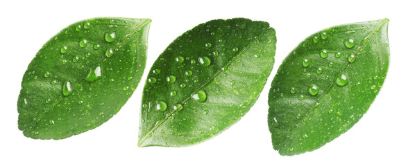 Naklejka premium Green leaves of citrus plant with water drops isolated on white, set