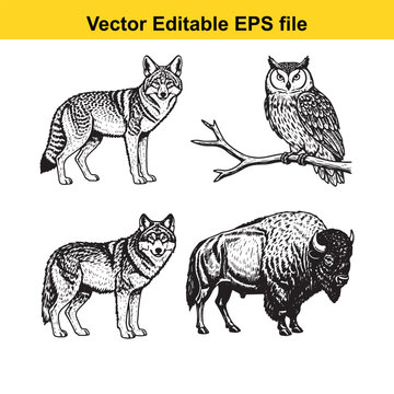  vector illustration of a wolf, owl, and bison in a black and white drawing style