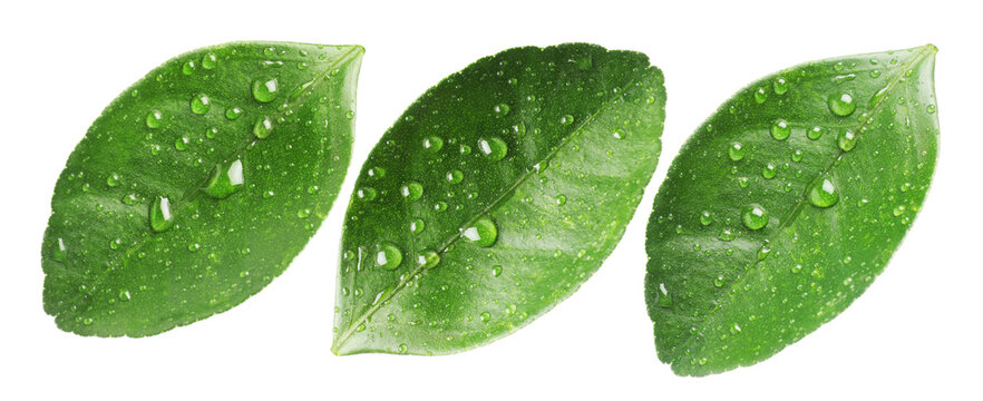 Green leaves of citrus plant with water drops isolated on white, set