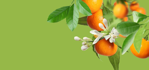 Ripe tangerines on branches with leaves and flowers against green background, space for text. Banner design