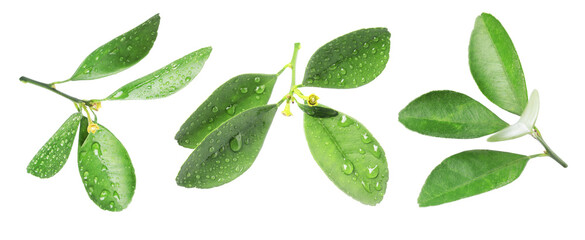 Green leaves of citrus plant isolated on white, set
