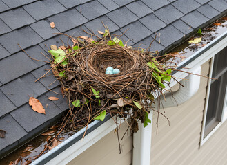 Nest with blue eggs on a rooftop surrounded by fallen leaves  