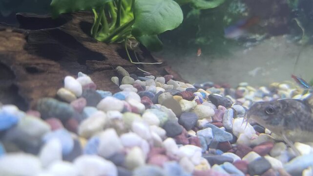 Colorful fish swim in a bright aquarium with lush green plants and rocks during the day.	
