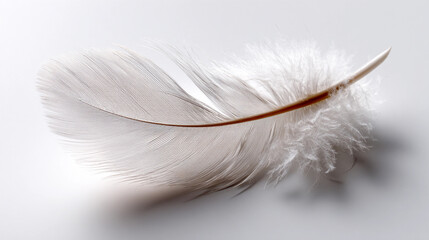 Fototapeta premium Delicate feather resting on a smooth surface in soft light