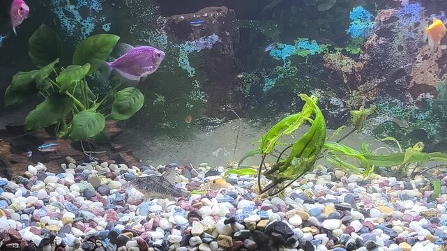 Colorful fish swim in a bright aquarium with lush green plants and rocks during the day.	
