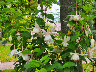 Naklejka premium A delicate pale pink fuchsia flower with drooping white petals and white surrounding buds