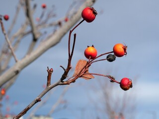Red Winter Berries of Winter King Hawthorn (Crataegus viridis), Colorado