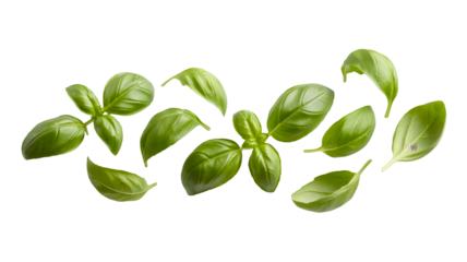 Fresh green basil leaves scattered artistically isolated on transparent background for culinary and design use