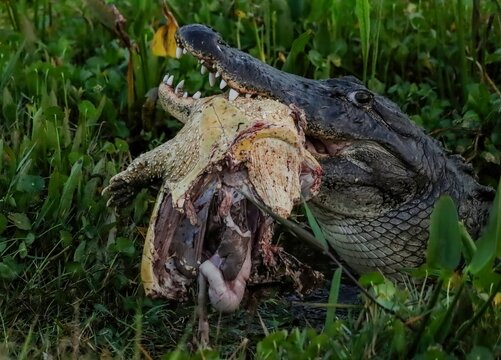 American Alligator Feasting on a Snapping Turtle Orlando Wetlands Park Florida 