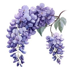 Fototapeta premium Wisteria Flower, clipart watercolor vector with vivid accents and harmonious tones, isolated on a white background.