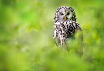 Ural owl ( Strix uralensis ) in spring forest