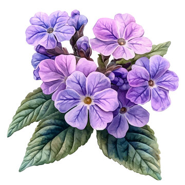 Verbena Flower, clipart watercolor vector with vivid accents and harmonious tones, isolated on a white background.