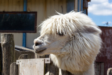Obraz premium Fluffy white alpaca happily close to wooden fence on sunny day in rural setting