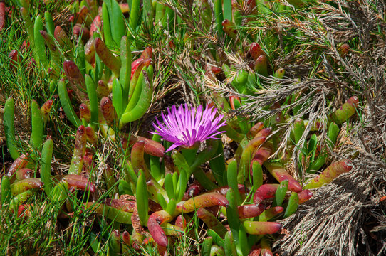 Ground cover Carpobrotus succulent with vivid pink bloom in sandy habitat, perfect for landscaping guides, climate-resilient planting content and nature graphics. Ideal for coastal ecosystem visuals. - Powered by Adobe