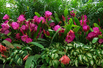 Blooming epiphyllum hybrid with large pink blossoms and structured stems, perfect for nursery materials, floral branding, plant identification and decorative design use.