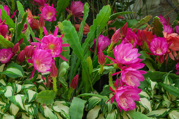 Epiphyllum cactus in full bloom with vivid pink flowers and lush green foliage, ideal for horticultural projects, plant catalogs, garden design resources and botanical visuals.