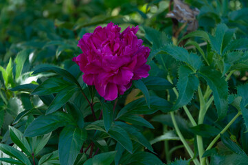 Large pink peony blossom with layered petals and lush leaves, ideal for floral design assets, product decoration and garden-related visuals.