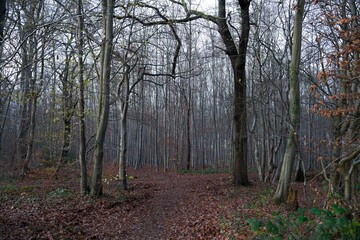 Forêt Dominale de Roumare, Autumn en Décembre 