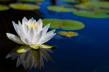 Lilia Wodna w rozkwicie 2025